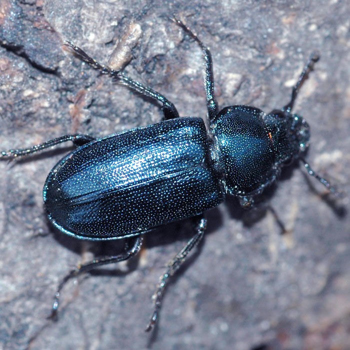 Kleiner Rehschröter (Platycerus caraboides) - © Erwin Holzer Kleiner Rehschröter (Platycerus caraboides) - © Erwin Holzer